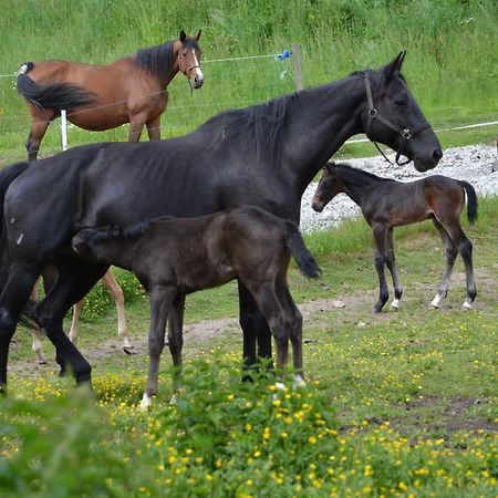 Gite Du Domaine Le Moulin D Aiguemarde Razes Kültér fotó